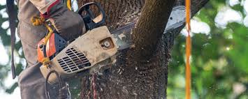 Best Tree Cabling and Bracing  in Kilgore, TX