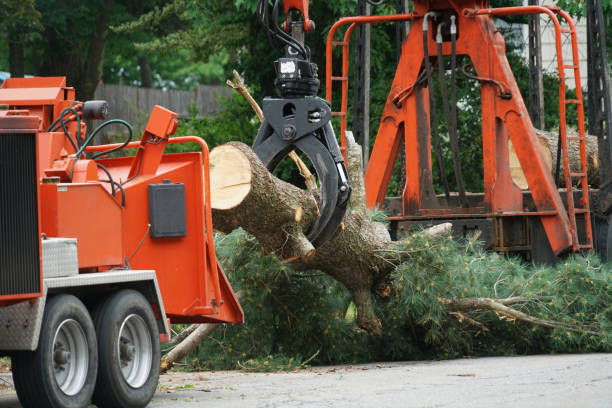 Best Hedge Trimming  in Kilgore, TX